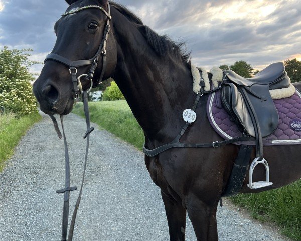 jumper Bergzwerg K (Trakehner, 2015, from Ituango xx)