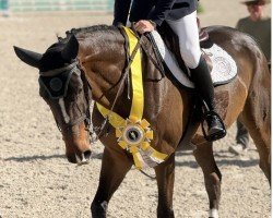 jumper Q Mosita van Essene (Belgian Warmblood, 2016, from Mosito van het Hellehof)