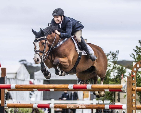 Springpferd Daprice (KWPN (Niederländisches Warmblut), 2008, von Quaprice Z)