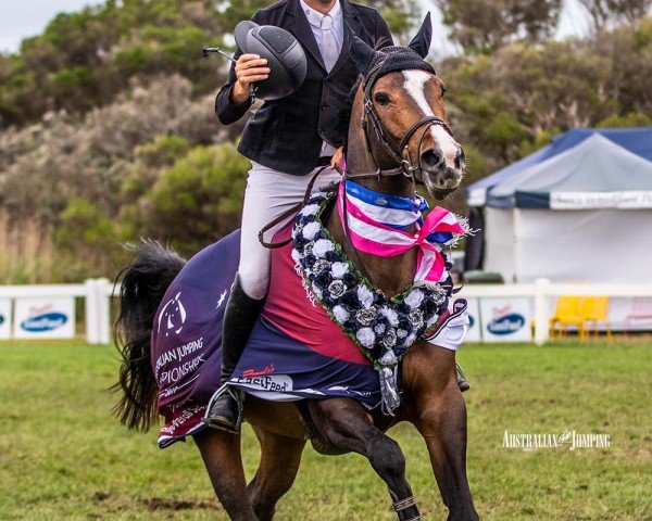 jumper Elegance de La Charmille (Belgium Sporthorse, 2010, from Clinton)