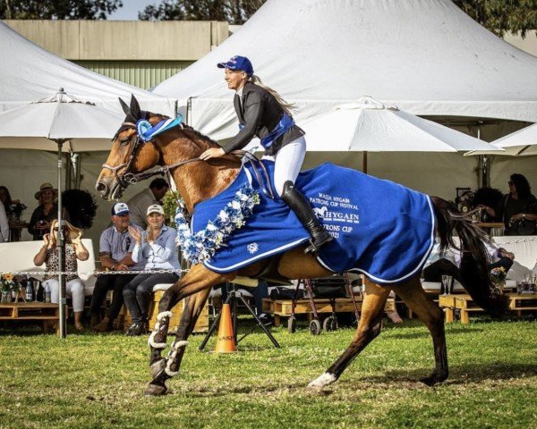 jumper Diamond B Vigo (Australian Wamblood, 2003, from Vivant)