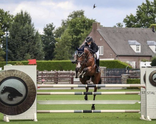 jumper Dieu Merci van 't Meulenhof (Belgium Sporthorse, 2009, from Bamako de Muze)
