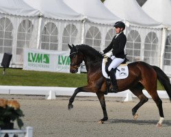 dressage horse Rockin' Robbin (Westphalian, 2015, from Rock For You 2)