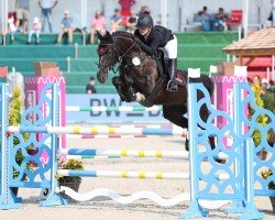 jumper Specctra Jr (Westphalian, 2015, from Stolzenberg)