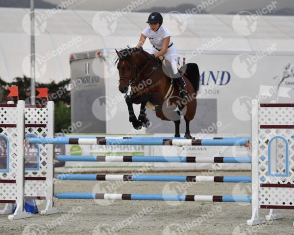 jumper Colando 21 (Oldenburg show jumper, 2010, from Conthargos)