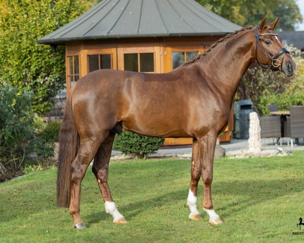 stallion La Vie (Hanoverian, 2015, from Livaldon)