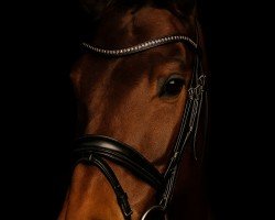 horse Quila Schätzchen (Zangersheide riding horse, 2019, from Quiwi Dream)