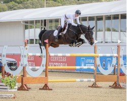 jumper Nadja V/h Dingenshof (Belgian Warmblood, 2013, from Tornado)