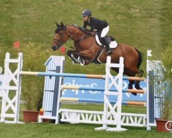 jumper Maydream D (Belgian Warmblood, 2012, from Nabab de Rêve)