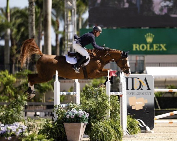 jumper Priscila des Jonquieres (Belgian Warmblood, 2015, from Elvis Ter Putte)