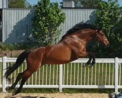 broodmare Wakira 20 (German Sport Horse, 2014, from Cheetano)