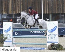 jumper Calico Z (Zangersheide riding horse, 2010, from Calvados)