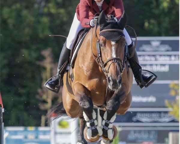 jumper Lahaab (Belgian Warmblood, 2011, from Major de la Cour)