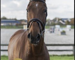 jumper Etikarta V Z (Zangersheide riding horse, 2016, from Elvis Ter Putte)