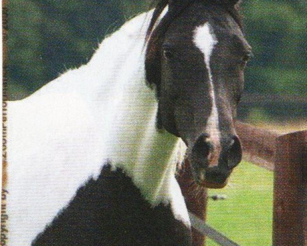Pferd Fancy Extream (Arabisches Halbblut / Partbred, 1999, von Blaz ons Fancy Amir)