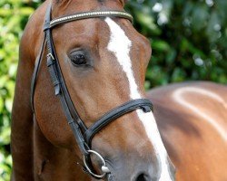 stallion Dondersteen T.s. (KWPN (Royal Dutch Sporthorse), 2008, from Air Jordan Z)