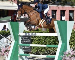 jumper Forever Vesca's Lila Rose Z (Zangersheide riding horse, 2011, from Golden Hawk)