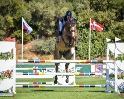 jumper Quantum van de Heibos (Belgian Warmblood, 2016, from Dieu-Merci van T&L)