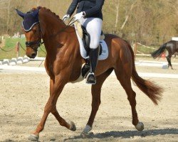 dressage horse Fine Divine (Oldenburg, 2017, from Foundation 2)