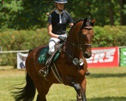 jumper Casola Evian (Oldenburg show jumper, 2017, from Casallco)