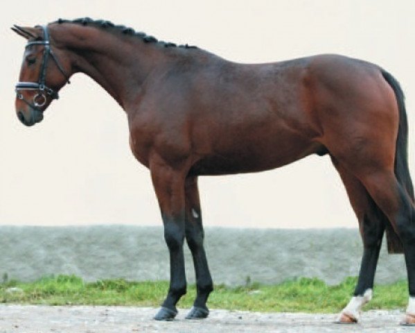 dressage horse Batist 7 (Czech Warmblood, 2012, from Conway-T)