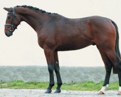 Dressurpferd Batist 7 (Tschechisches Warmblut, 2012, von Conway-T)