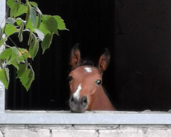 horse PMH Giordanos (Oldenburg show jumper, 2022, from Glasgow van het Merelsnest)