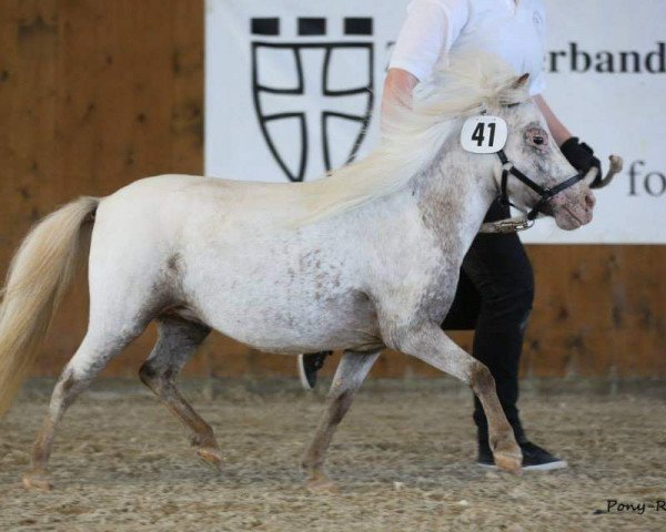 Zuchtstute Silvia van de Demmer (Dt.Part-bred Shetland Pony,  , von Maurits D)