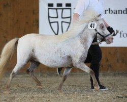 horse Silvia van de Demmer (Dt.Part-bred Shetland Pony, from Maurits D)