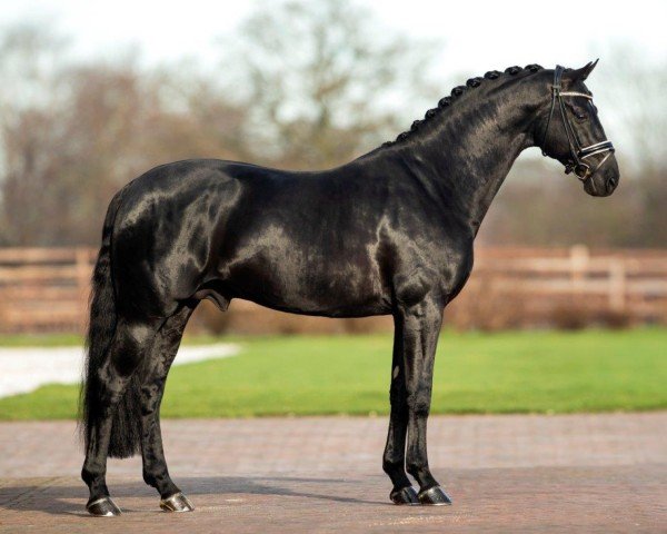 Dressurpferd Kuvasz Rs2 N.o.p.t. (KWPN (Niederländisches Warmblut), 2015, von Glamourdale)
