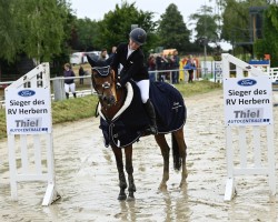jumper Myboy 2 (Pony without race description, 2010)