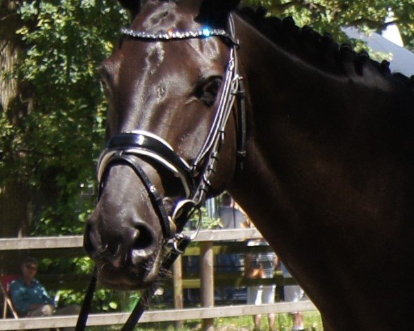broodmare Shiny Spirit AA (Anglo-Arabs, 2000, from Bouquet AA)