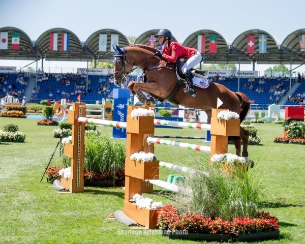 jumper Chagrin D'Amour (Luxembourg horse, 2017, from Candy de Nantuel)
