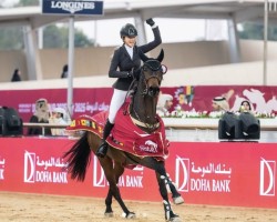 jumper Jabadabadoo (KWPN (Royal Dutch Sporthorse), 2014, from Quality Time)