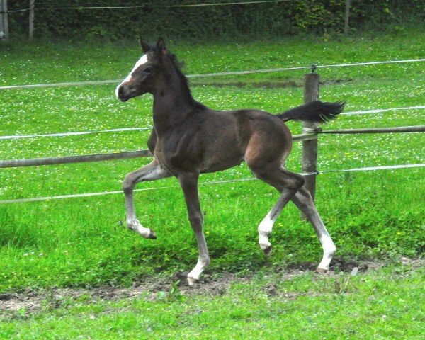 horse Immengold (Hanoverian, 2024, from V-Power)