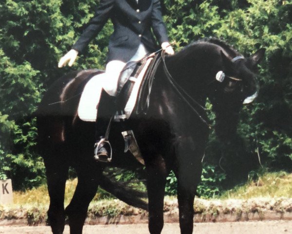 Pferd Regent 165 (Bayer, 1990, von Regen I)
