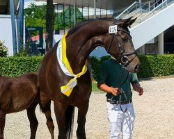 broodmare Immenfee (Hanoverian, 2017, from Morricone)