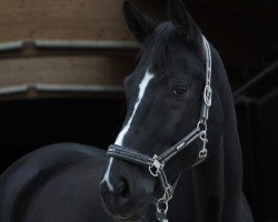 dressage horse Final Decision 3 (Westphalian, 2009, from Flatrate)