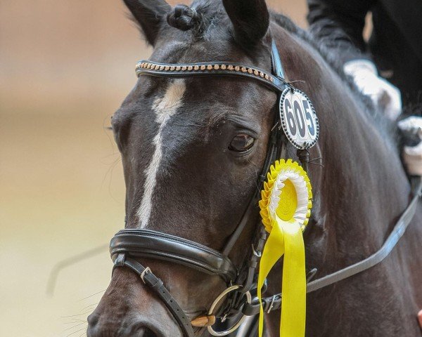 dressage horse Schatzi Jo (Connemara Pony, 2001, from Sassan S)