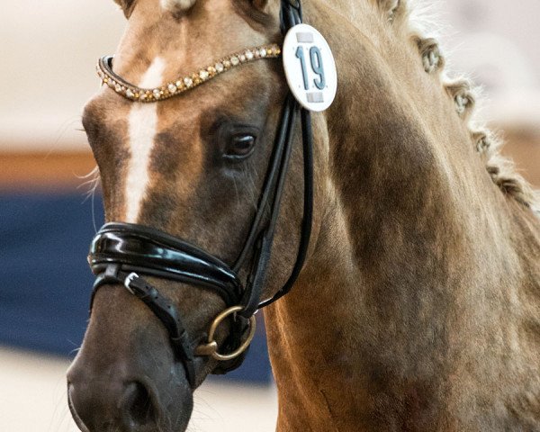 dressage horse Diamonds Showtime (German Riding Pony, 2017, from Diamond Touch NRW)