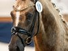 dressage horse Diamonds Showtime (German Riding Pony, 2017, from Diamond Touch NRW)