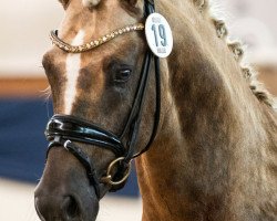 dressage horse Diamonds Showtime (German Riding Pony, 2017, from Diamond Touch NRW)