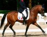 dressage horse Italic des Landes (Connemara Pony, 1996, from River des Landes)