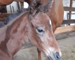 Pferd Gemse (Russisch Trakehner, 2021, von Hotim)