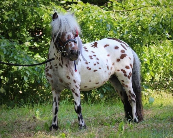 broodmare Fernanda von der Harkrufe (Dt.Part-bred Shetland pony, 2016, from Noran N)