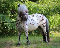 Pferd Fernanda von der Harkrufe (Dt.Part-bred Shetland Pony, 2016, von Noran N)