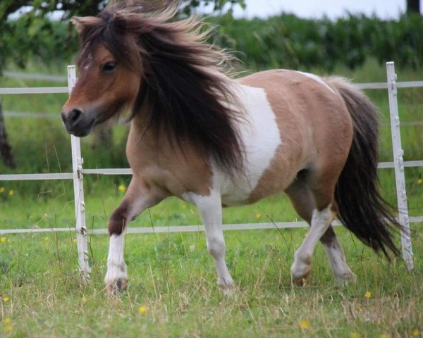 Zuchtstute Lucy Lu von der Harkrufe (Shetland Pony (unter 87 cm), 2015, von Tartans Laddie)