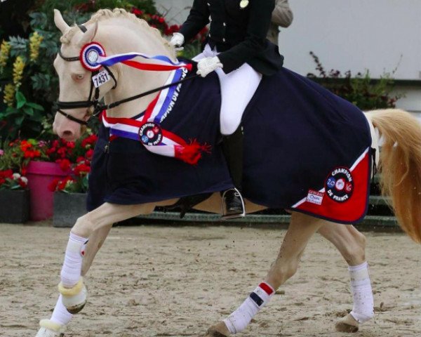 dressage horse Domenik (Rhinelander, 2008, from Der Harlekin B)