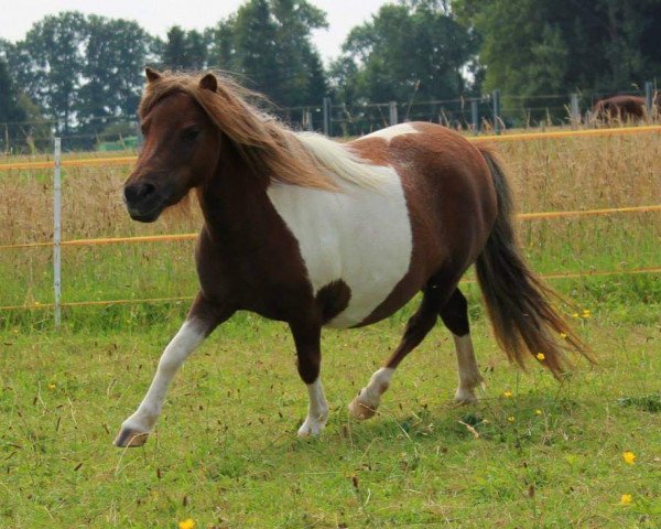 Zuchtstute Stjernens Mini Amulet (Shetland Pony (unter 87 cm), 2010, von Bergeruds Playboy)