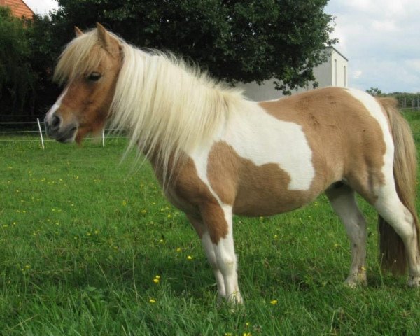 Zuchtstute Kroghoj Skoles Tone (Shetland Pony (unter 87 cm), 2004, von Grönkjaers Triumf)